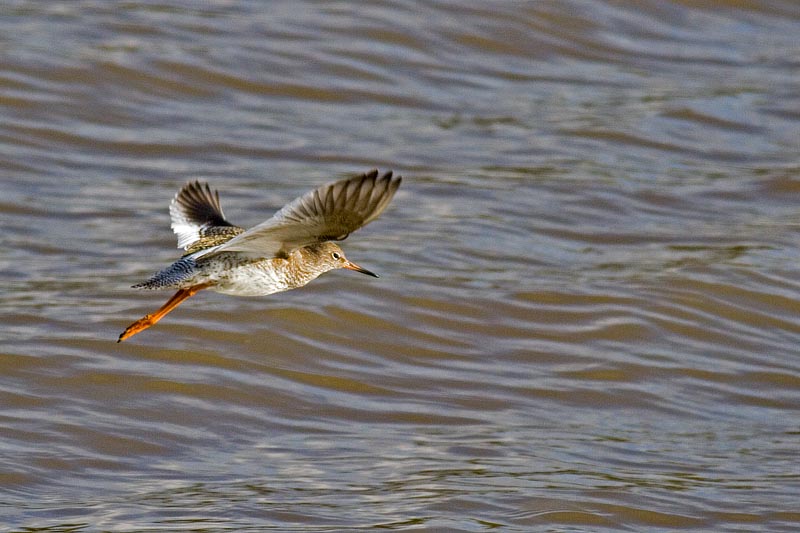 IMAGE: http://www.rchurchill.f2s.com/images/redflightJ.jpg