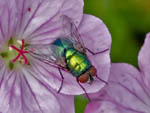 Greenbottle