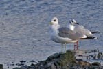 Common Gull