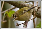 Goldcrest