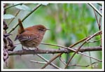 Wren