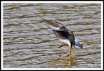 Redshank