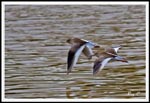 Pair of Redshank