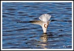 Diving Gull