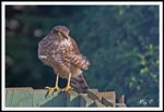 Sparrowhawk