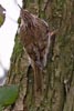 Treecreeper