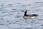 Barnacle Goose