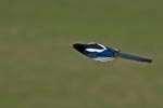 Magpie