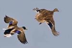 Mallards in Flight