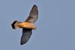 Kestrel