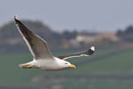 Great Black-back Gull