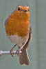 Robin
