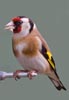 Goldfinch