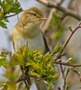 Chiffchaff