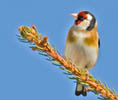 Goldfinch