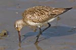 Bar-tailed Godwit