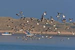 Oystercatchers