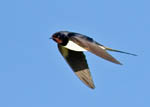 Swallow