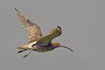 Curlew