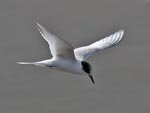 Arctic Tern