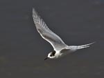 Arctic tern