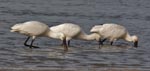 Spoonbills