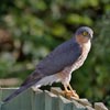 Sparrowhawk