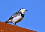 Pied Wagtail