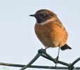 Stonechat