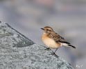 Wheatear