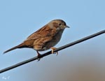 Dunnock