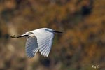 Little Egret