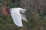 Little Egret