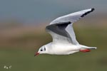 Black headed Gull