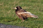 Brown Rook