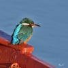 Kingfisher