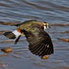 Lapwing in Flight