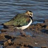 Lapwing