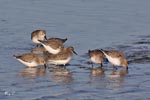 Dunlin