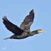 Cormorant