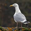 Herring Gull