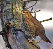 Song Thrush