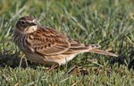 Skylark