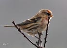 Lesser Redpoll