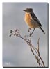 Stonechat