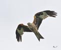 Red Kite