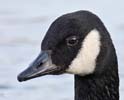 Canada Goose