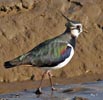 Lapwing