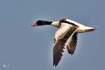 Shelduck