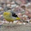 Grey Wagtail